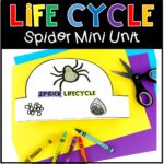 Life Cycle of a Spider