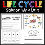 Life Cycle of Salmon Mini Unit
